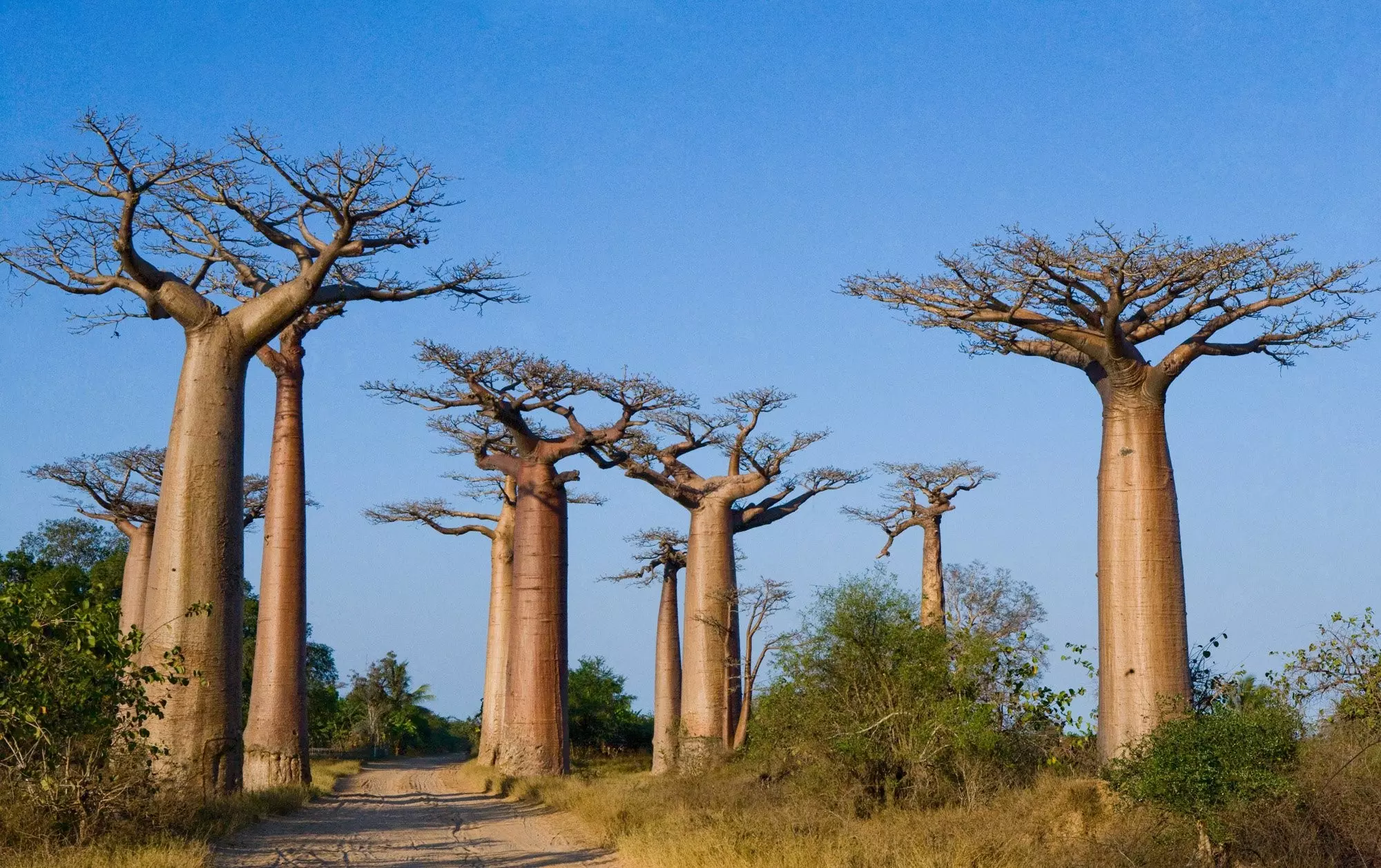 Last Minute Mini Tour Del Madagascar